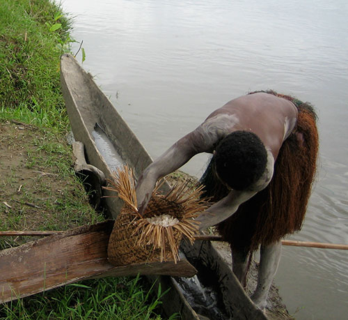 Yokoim sago palm - Woman extracts starchy water from sago pulp