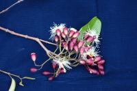Syzygium aneityense