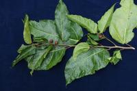 1. To cure spirit sickness of the niteitau. Use plants that also end with "au" : niditau, intoutau, naoyerop. Go to the top of the plant to get the soft leaves of the plants niditau, intoutau, naoyerop, also take the bark. The person making the medicine should be holding the these leaves with a piece of nelmaha. Nelmaha means go away. The sick person chews the leaves and bark and swallows the juice spitting out the fiber into the nelmaha the medicine maker is holding. The medicine person then takes the spit out fiber in the nalmaha leaf and throws it into the sea in front of the village. 2. Edible fruits, when ripe or green, does not taste when green, but sweet when ripe. 3a. Leaves (young) are edible, for example wrap around coconut meat and eat or cook with island cabbage and other leaves, boil and add coconut milk and eat. 3b. The young leaves are edible, after boiling for 5 minutes. A piece of coconut and a pinch of salt is wrapped in the leaves and eaten. The mature leaves are used to wrap food such as pig or cow meat and cooked in an earth oven. Tie this bundle with a piece of Pandanus fiber to secure it before putting in the earth oven. 4. During big feast, use this a lot – circumcison or wedding feast, harvest leaves and wrap around meat and bake on earth oven – sometimes we cut down a whole tree to gather leaves. 5. To make men’s custom belt – split stem, peel outer bark off to take inner bark and peel it, tear end to make strap that can be tied. Dry in sun but not direct sunlight. 6. Older large trunks were burned by ancestors to keep fire going – did not need matches (lefre(?) matches) because embers would stay for days and when make a fire add smaller branches to make a flame.