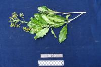 1. When the stems of this plant are older, and it is a vine, is used to tie thatch on roof rafters as it bends well. 2. Burned leaves and rubbed on fishing line and spear to increase catch – used with other unspecified leaves, that are forageable. When you are fishing and if you set a basket or mat it means danger and you have to return to shore – the spirit is telling you that it is enough fishing.