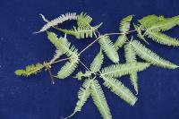 These ferns can cause injury during the dry season as they can stick into a person, so they are intentionally burned to avoid this.