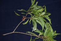 Acacia spirorbis