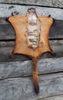 Flying squirrel pelt. Photo by Jeremy Fahringer.