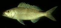 Pristipomoides flavipinnis http://fishbase.org/summary/Pristipomoides-flavipinnis.html