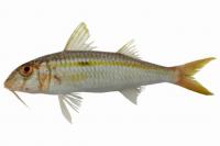 Mulloidichthys flavolineatus http://fishbase.org/summary/Mulloidichthys-flavolineatus.html