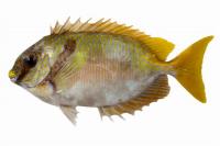 Siganus doliatus http://fishbase.org/summary/Siganus-doliatus.html