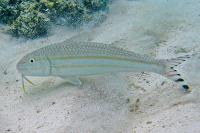 Upeneus taeniopterus http://fishbase.org/summary/Upeneus-taeniopterus.html