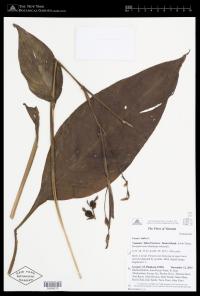 This species is grown as an ornamental around households. (authorities: Naumeta Rose (male, 32), Paul Fatapa (male, 74))