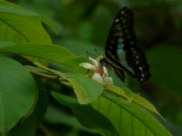 haikʰogatʰnelaʔpop