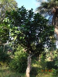 Photo by Opino Gomango