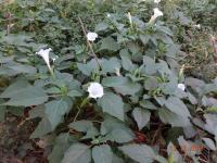 Photo by Opino Gomango