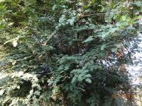 Photo by Opino Gomango