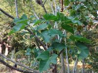 Photo by Opino Gomango