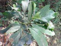 Photo by Opino Gomango