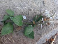 Photo by Opino Gomango