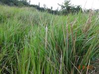 Photo by Opino Gomango