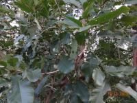 Photo by Opino Gomango