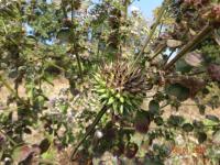 Photo by Opino Gomango