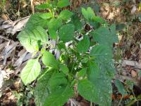 Photo by Opino Gomango