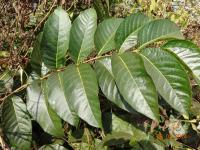 Photo by Opino Gomango