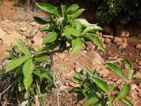 Photo by Opino Gomango