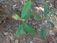 Photo by Opino Gomango