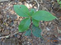 Photo by Opino Gomango