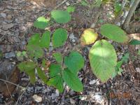 Photo by Opino Gomango