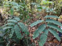 Photo by Opino Gomango