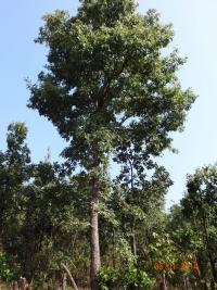 Photo by Opino Gomango