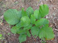 Photo by Opino Gomango