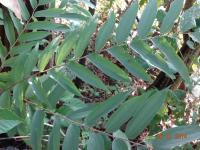 Photo by Opino Gomango