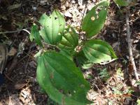 Photo by Opino Gomango