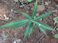 Photo by Opino Gomango