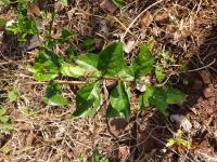 Photo by Opino Gomango