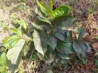 Photo by Opino Gomango