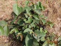 Photo by Opino Gomango