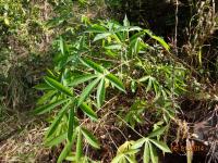 Photo by Opino Gomango