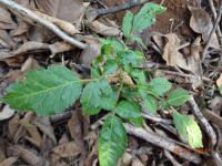 Photo by Opino Gomango