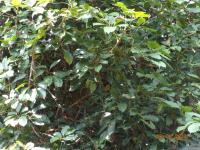 Photo by Opino Gomango