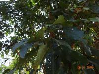 Photo by Opino Gomango