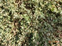 Photo by Opino Gomango