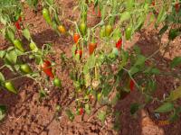 Photo by Opino Gomango