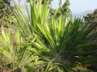 Photo by Opino Gomango