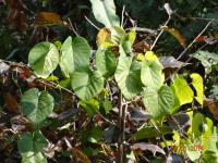 Photo by Opino Gomango