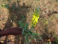 Photo by Opino Gomango