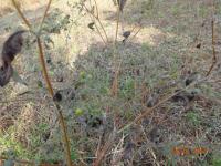 Photo by Opino Gomango