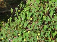 Photo by Opino Gomango