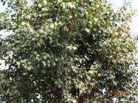 Photo by Opino Gomango