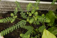 liŋɖeɖahãbaliɖaʈʰon